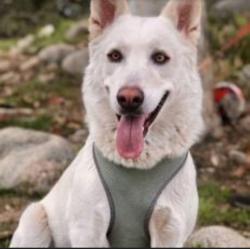 Lost Female Dog last seen Fremontia dr and 19th street, San Bernardino, CA 92404