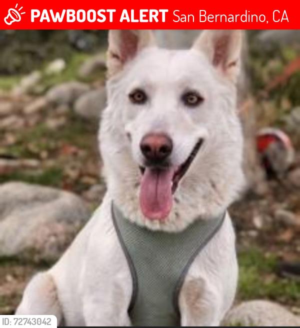 Lost Female Dog last seen Fremontia dr and 19th street, San Bernardino, CA 92404
