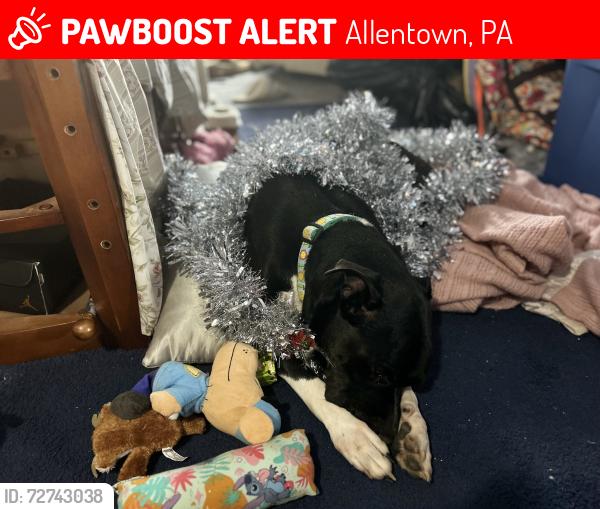 Lost Male Dog last seen Sherman and Hanover near the Stanleys, Allentown, PA 18109