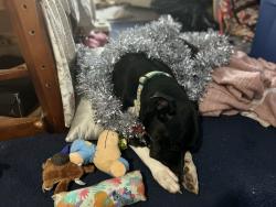 Lost Male Dog last seen Sherman and Hanover near the Stanleys, Allentown, PA 18109