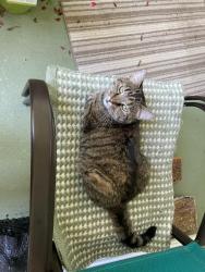 Lost Female Cat last seen Forrester Lane and Wyatt Lane, Southern Dunes, Indianapolis, IN 46217