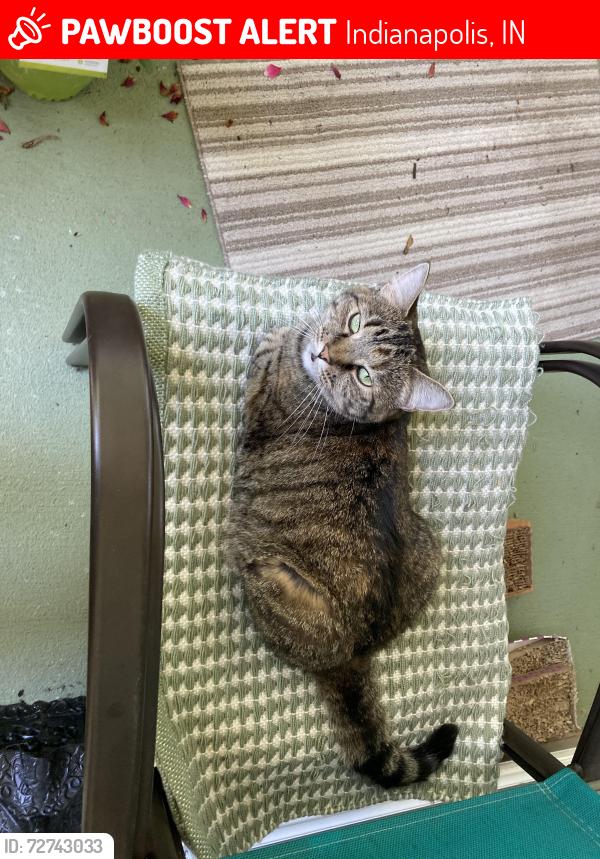 Lost Female Cat last seen Forrester Lane and Wyatt Lane, Southern Dunes, Indianapolis, IN 46217