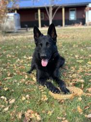 Lost Female Dog last seen West Smith & Erhart, Medina, OH 44256