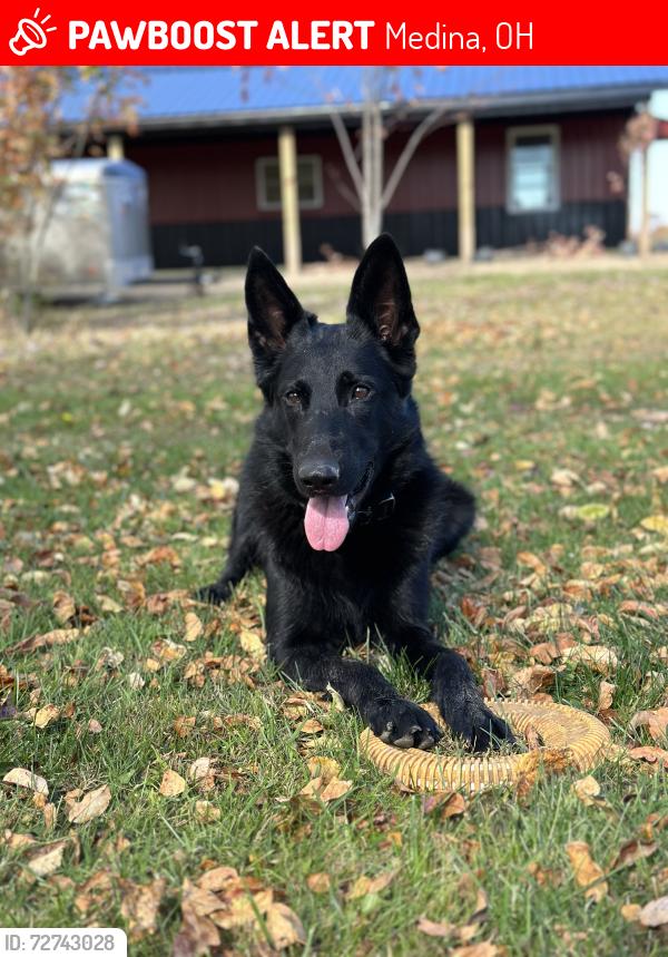Lost Female Dog last seen West Smith & Erhart, Medina, OH 44256