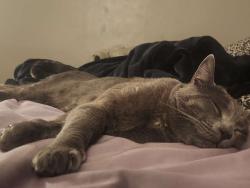 Lost Male Cat last seen The Arches at Regional Center West apmt Complex, Palmdale, CA 93551