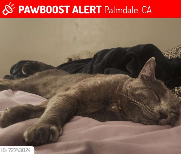 Lost Male Cat last seen The Arches at Regional Center West apmt Complex, Palmdale, CA 93551