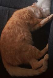 Lost Male Cat last seen 9th street, Newport, KY 41071