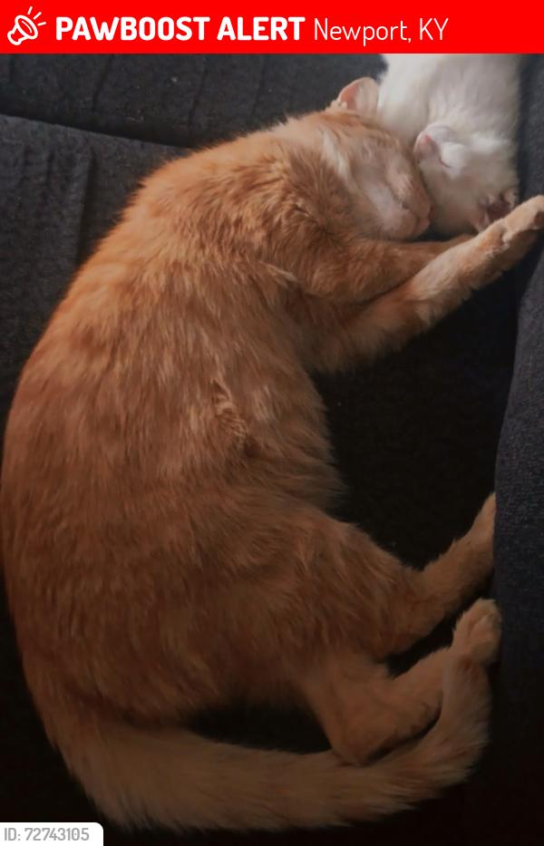 Lost Male Cat last seen 9th street, Newport, KY 41071