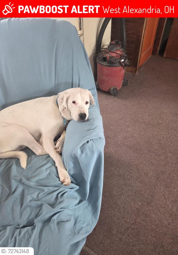 Lost Male Dog last seen Quaker Trace, West Alexandria, Ohio, West Alexandria, OH 45381