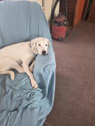 Lost Male Dog last seen Quaker Trace, West Alexandria, Ohio, West Alexandria, OH 45381