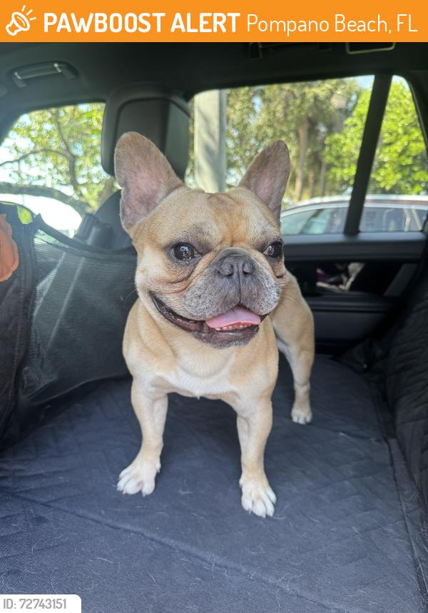 Found/Stray Male Dog last seen Nw 2nd st and nw 23rd ave , Pompano Beach, FL 33064