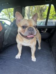 Found/Stray Male Dog last seen Nw 2nd st and nw 23rd ave , Pompano Beach, FL 33064