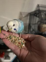 Lost Female Bird last seen Westbury Blvd, Hempstead NY, USA, Hempstead, NY 11530