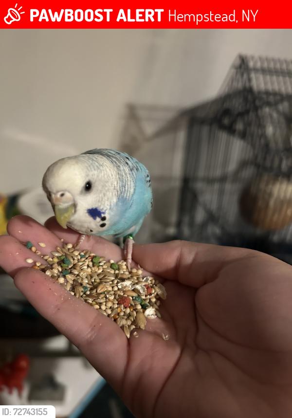 Lost Female Bird last seen Westbury Blvd, Hempstead NY, USA, Hempstead, NY 11530