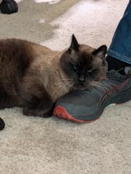 Lost Male Cat last seen Blvd  , St. George, UT 84790