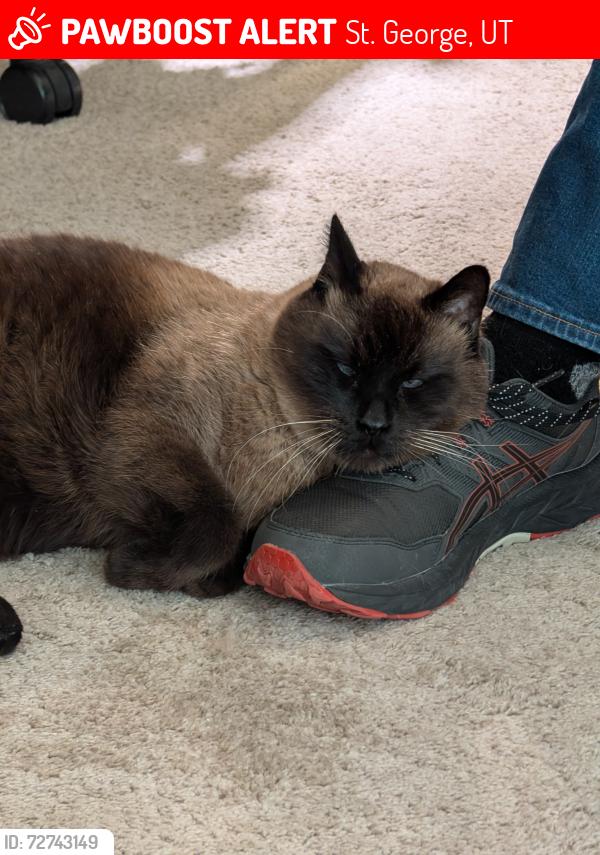 Lost Male Cat last seen Blvd  , St. George, UT 84790