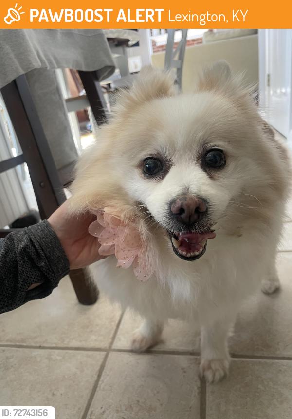 Found/Stray Female Dog last seen Clifford circle , Lexington, KY 40515