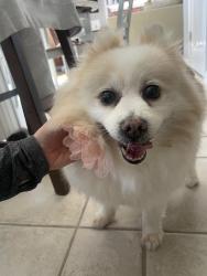 Found/Stray Female Dog last seen Clifford circle , Lexington, KY 40515