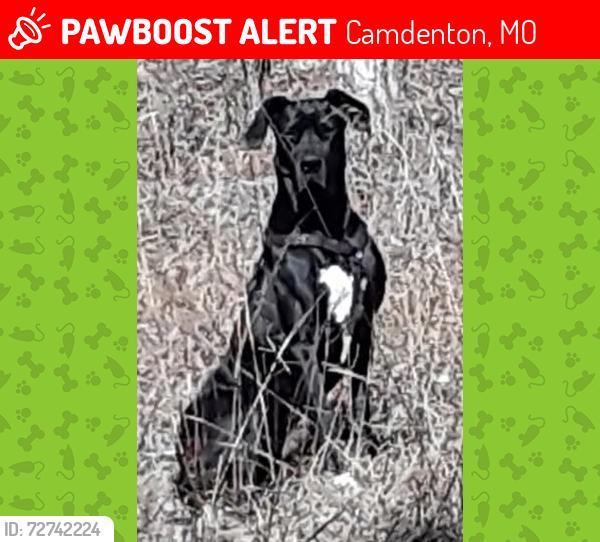 Lost Male Dog last seen Near 3432 MO-5, Camdenton, MO 65020 1/2 mile fromOzark Amphitheatre and Bridal Cave, Camdenton, MO 65020