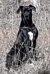 Lost Male Dog last seen Near 3432 MO-5, Camdenton, MO 65020 1/2 mile fromOzark Amphitheatre and Bridal Cave, Camdenton, MO 65020