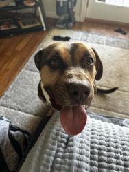 Lost Male Dog last seen Hyattsville middleschool, Hyattsville, MD 20781