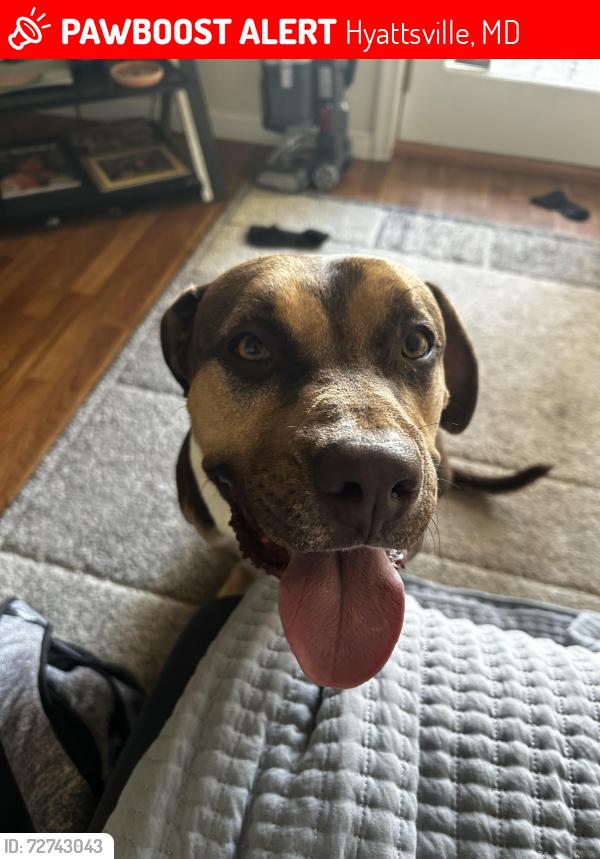 Lost Male Dog last seen Hyattsville middleschool, Hyattsville, MD 20781