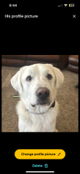 Lost Male Dog last seen Na, Fort Lupton, CO 80621