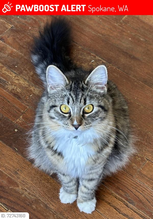 Lost Female Cat last seen Freya and Carlisle, Spokane, WA 99217