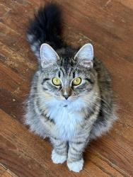 Lost Female Cat last seen Freya and Carlisle, Spokane, WA 99217
