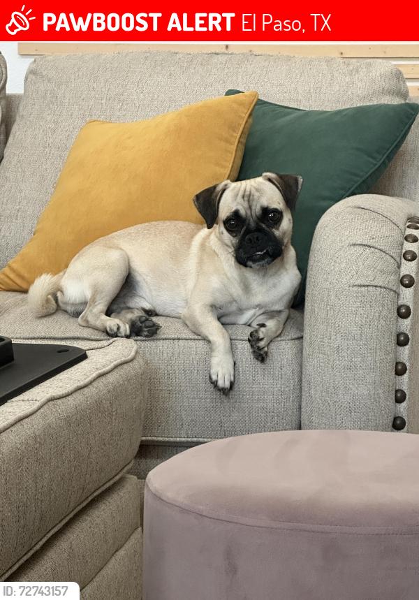 Lost Male Dog last seen Near Plautus Ct, El Paso, El Paso, TX 79936