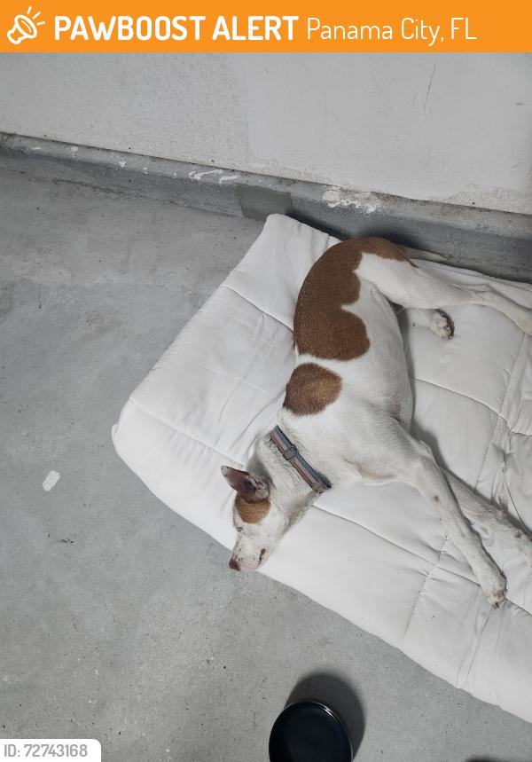 Found/Stray Female Dog last seen Riverbrooke street , Panama City, FL 32404