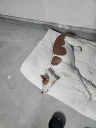 Found/Stray Female Dog last seen Riverbrooke street , Panama City, FL 32404