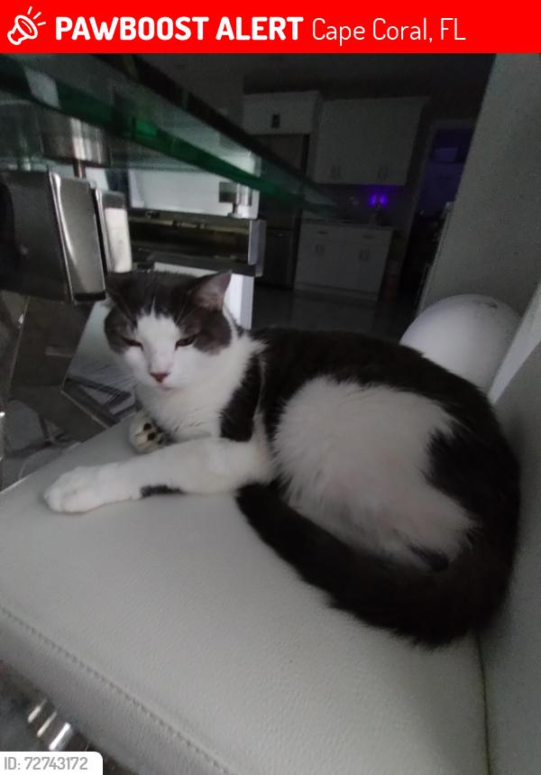 Lost Male Cat last seen Tropicana, Cape Coral, FL 33993