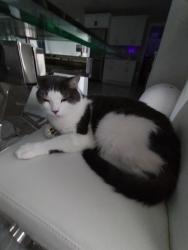 Lost Male Cat last seen Tropicana, Cape Coral, FL 33993