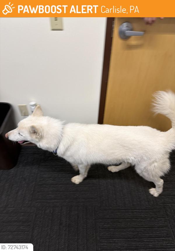 Found/Stray Male Dog last seen inson College, Carlisle, PA 17013
