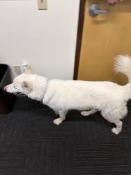 Found/Stray Male Dog last seen inson College, Carlisle, PA 17013