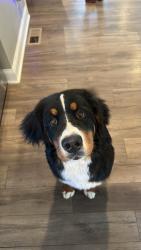 Lost Male Dog last seen Linville Hills, Spartanburg County, SC 29369