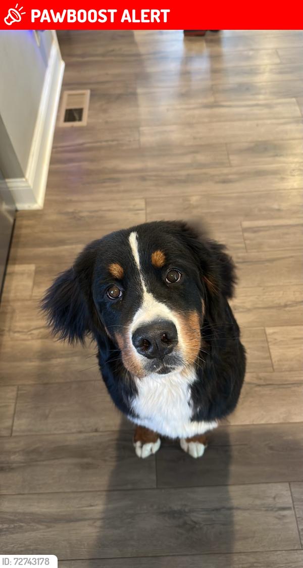 Lost Male Dog last seen Linville Hills, Spartanburg County, SC 29369