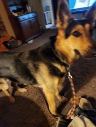 Lost Female Dog last seen 21st and Kildare in Indianapolis , Indianapolis, IN 46218