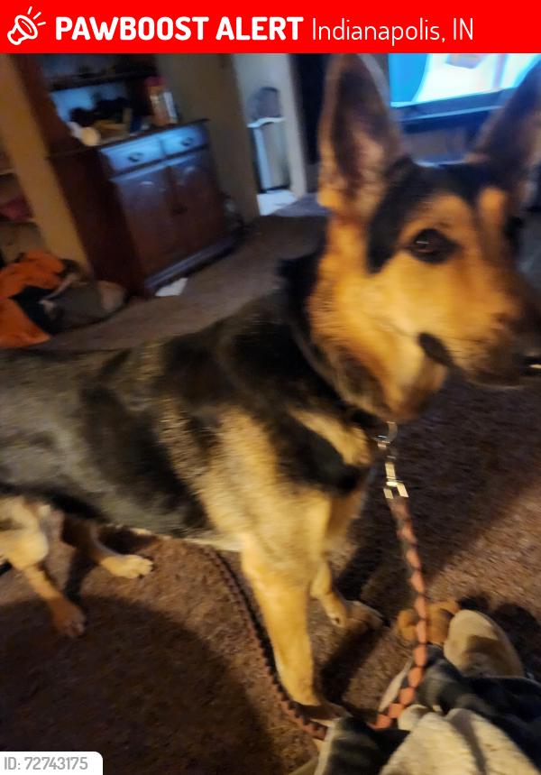 Lost Female Dog last seen 21st and Kildare in Indianapolis , Indianapolis, IN 46218