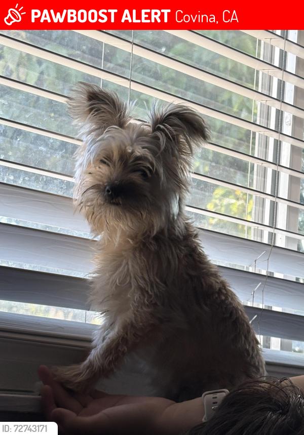 Lost Female Dog last seen Grovecenter and Hartley , Covina, CA 91722
