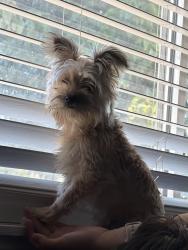 Lost Female Dog last seen Grovecenter and Hartley , Covina, CA 91722