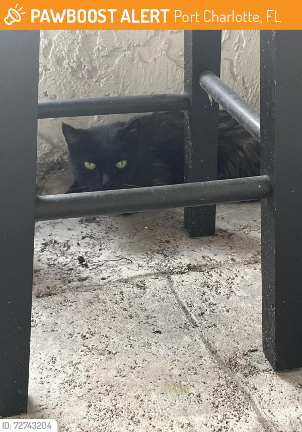Found/Stray Unknown Cat last seen Harbor Blvd & Revere Street NW, Port Charlotte, FL 33952