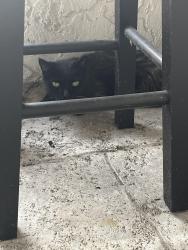 Found/Stray Unknown Cat last seen Harbor Blvd & Revere Street NW, Port Charlotte, FL 33952