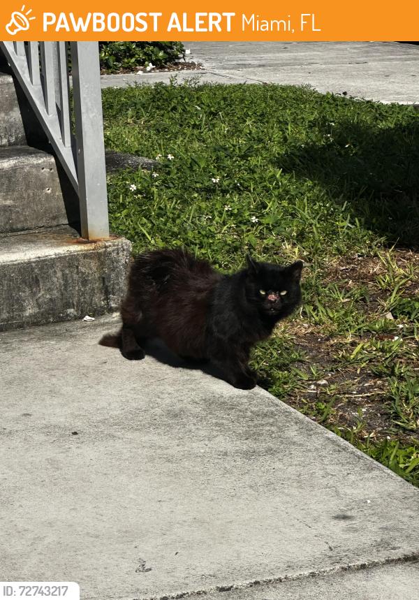 Found/Stray Unknown Cat last seen NW 35th Street between NW 5th Avenue and NW 3rd Avenue, Miami, FL 33127