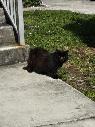 Found/Stray Unknown Cat last seen NW 35th Street between NW 5th Avenue and NW 3rd Avenue, Miami, FL 33127