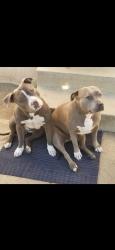 Lost Unknown Dog last seen Michale hunt drive and santa anita, South El Monte, CA 91733