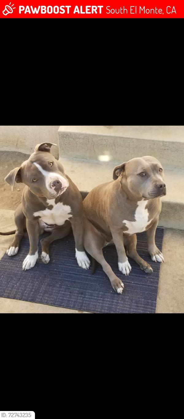Lost Unknown Dog last seen Michale hunt drive and santa anita, South El Monte, CA 91733