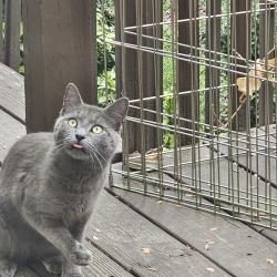 Found/Stray Unknown Cat last seen COBBLESTONE WAY ALPHARETTA GA, Alpharetta, GA 30009