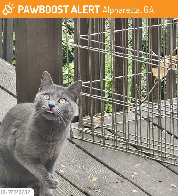 Found/Stray Unknown Cat last seen COBBLESTONE WAY ALPHARETTA GA, Alpharetta, GA 30009